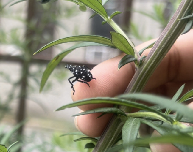 closeup of a baby spotted lanternfly on my finger with green leaves all around