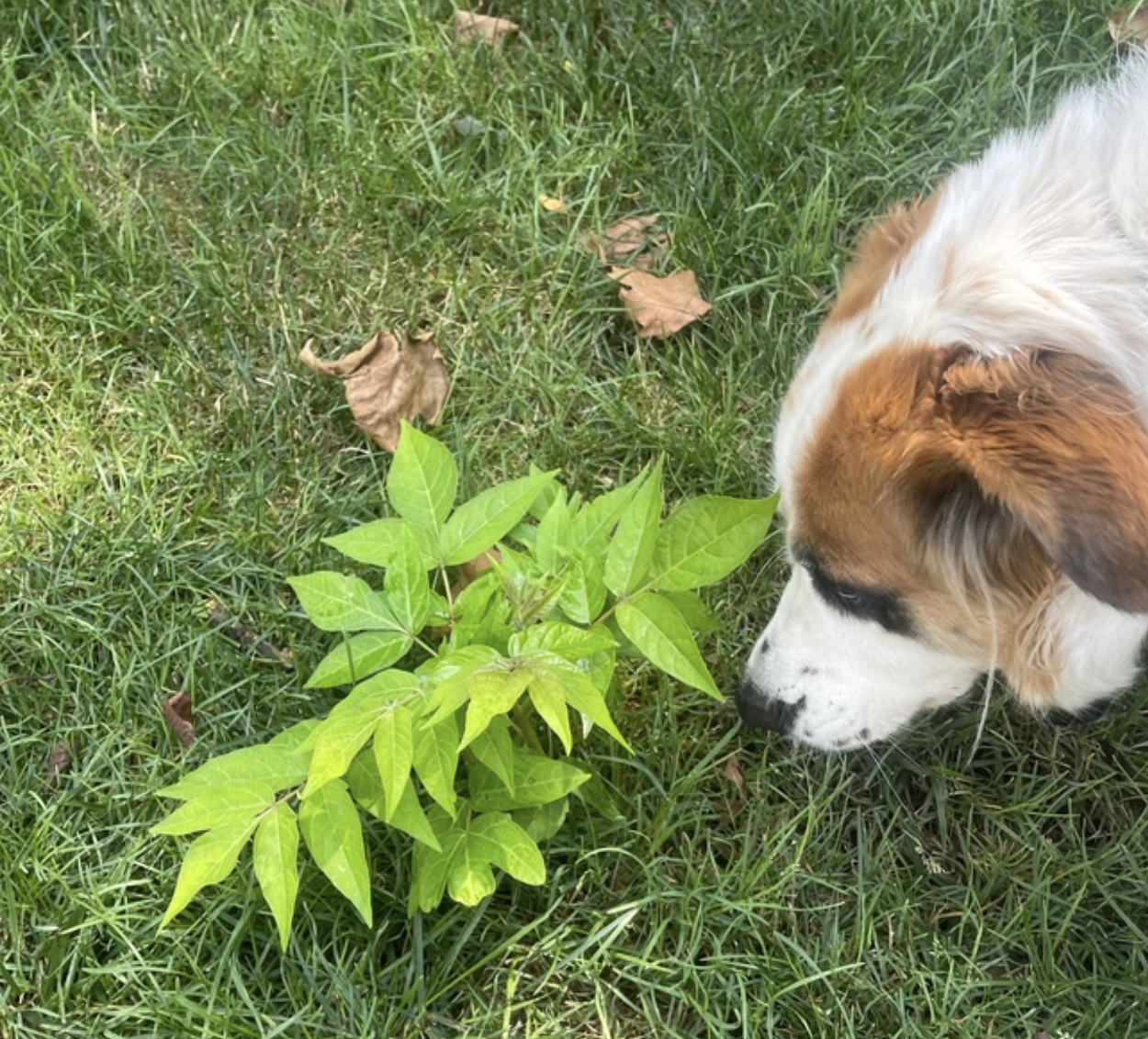 my dog sniffing a baby Ailanthus shoot