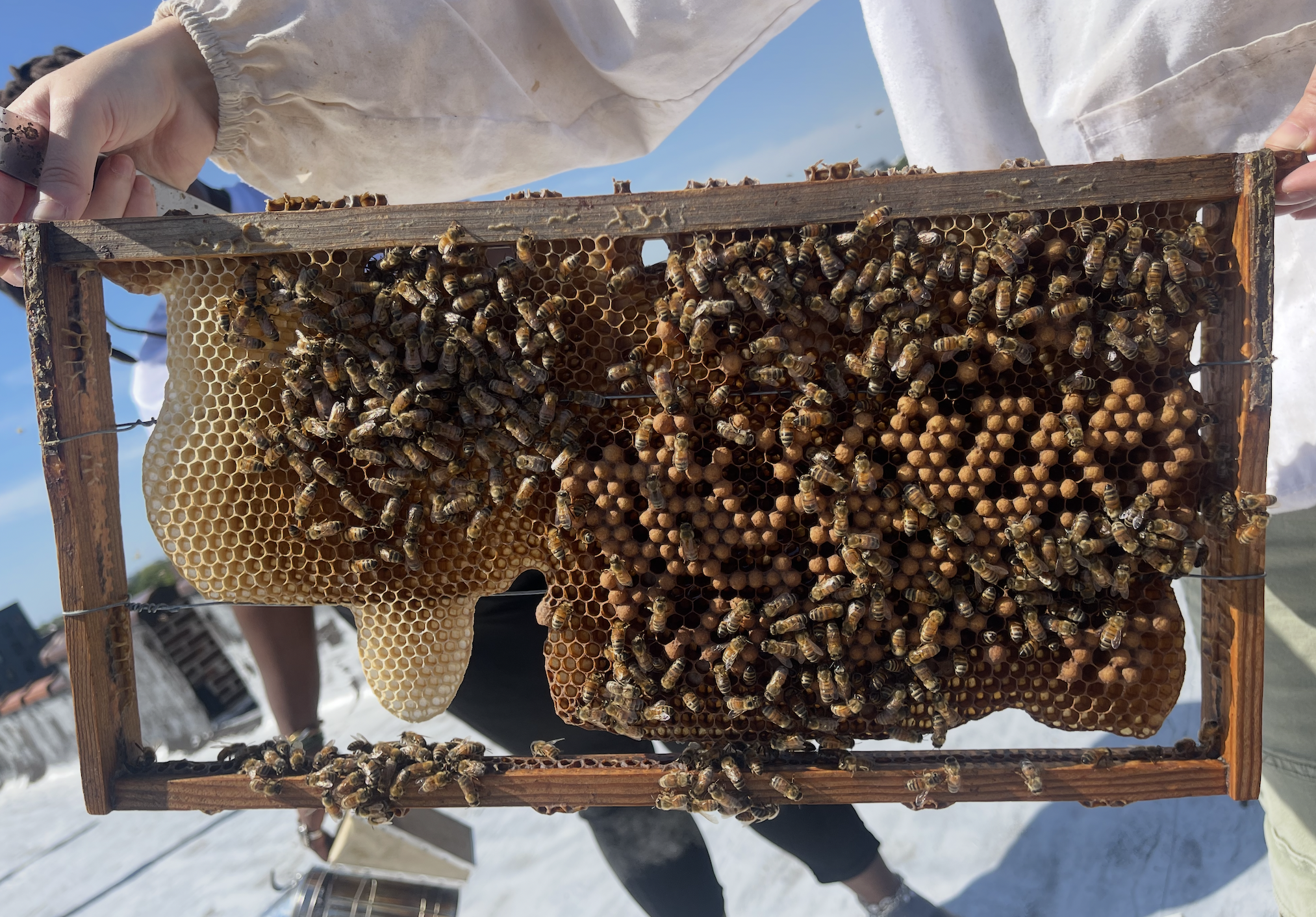 A friend holding a frame full of bees