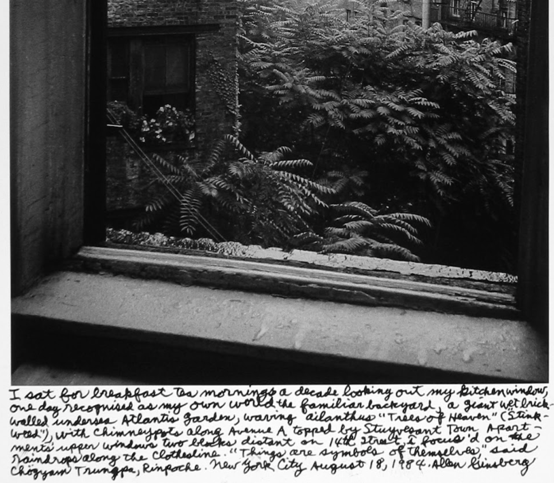 Ginsberg writes a note underneath a photograph of ailanthus in his backyard: View out my kitchen window August 18 1984, familiar Manhattan back-yard, wet brick-walled Atlantis sea garden’s Alianthus (stinkweed Tree of Heaven) boughs waiving in rainy breeze, Stuyvesant Town’s roof two blocks north on 14th Street – I focused on the raindrops on the clothesline – Allen Ginsberg (c. Allen Ginsberg Estate)