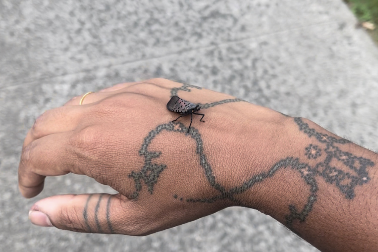 A tattooed hand holding a Spotted Lanternfly