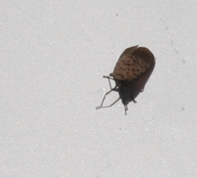 a gif of a spotted lanternfly jumping out of frame