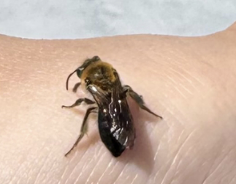 A friend holding a frame full of bees